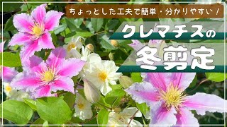 冬剪定】クレマチスの品種が覚えられない！いつも何枝咲きなのっ！？と