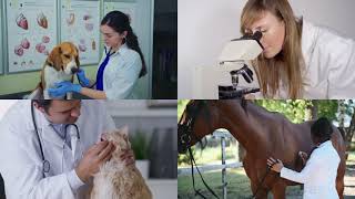 UF Pre-Vet Courses