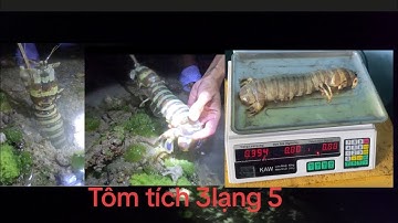 3 Ngày bắt tôm tích nước không cạn sát nhưng may mắn vẫn dính được 5 con # tập 18