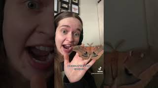Polyphemus moth