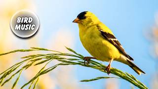 The American Goldfinch in a Field of Sun | Joyful Bird Music & Meadow Sounds ♪ screenshot 5