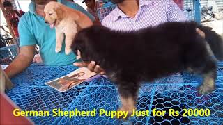 Download lagu BEST QUALITY GERMAN SHEPHERD NOW AT GALIFF STREET I EXCELLENT QUALITY IMPORTED CHAMPION BLOOD LINE BEST QUALITY GERMAN SHEPHERD NOW AT GALIFF STREET I EXCELLENT QUALITY IMPORTED CHAMPION BLOOD LINE
