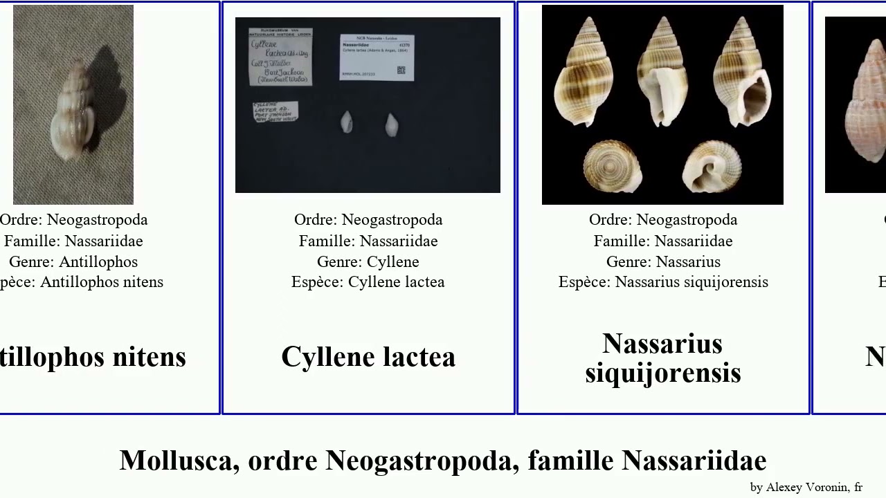 Mollusca, ordre Neogastropoda, famille Nassariidae antillophos nitens siquijorensis Nasse miculus
