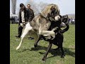 Собачьи Бой Какая собака круче Алабай Среднеазиатская овчарка  или Немецкий Дог ??? Бойцовая собака