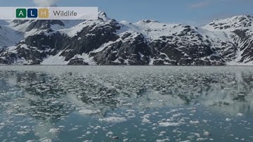 Un-Cruise Adventures