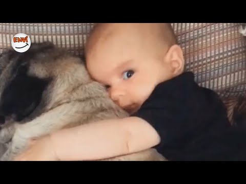 Ekim Ayının En Eğlenceli Köpek ve Bebek Videoları 👶 Komik Bebekler 2018