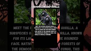 Nature’s Secrets - Meet The Eastern Lowland Gorilla