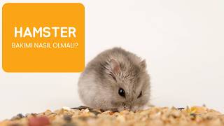 HAMSTER BAKIMI NASIL OLMALI? HAMSTERLAR HAKKINDA HER ŞEY!