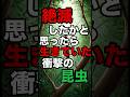 絶滅したと思ったら生きていた奇跡の虫「ロードハウナナフシ」 #生き物雑学 #昆虫雑学