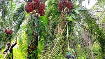 AMAZING PALM OIL!!  HARVESTING MANY FRUIT OIL PALM USING A SHARP Scythe