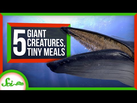 How Giant Creatures Eat Tiny Meals: 5 Fabulous Filter Feeders thumbnail