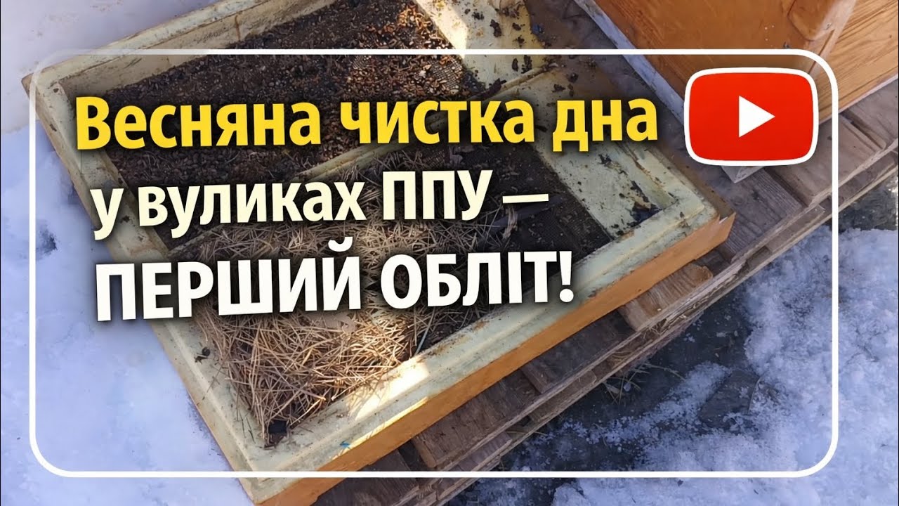 Весняна чистка дна у вуликах ППУ — ПЕРШИЙ ОБЛІТ!»