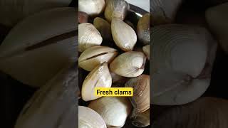 fresh clams asmr shortsvideo shortvideo asmrsounds trending viral food foodie fypシ yummy