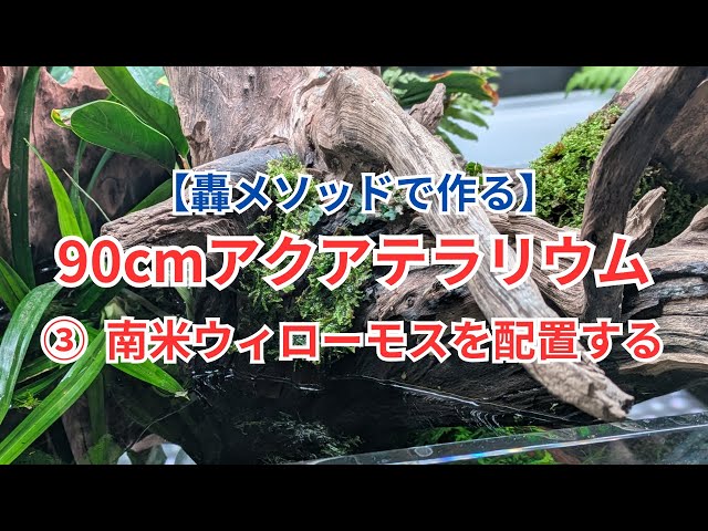 Made with the Todoroki Method] 90cm Aqua Terrarium 3: South