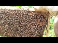 The brood pattern  is Capped at 100% #Bees #Brood #honey #100% #5trending