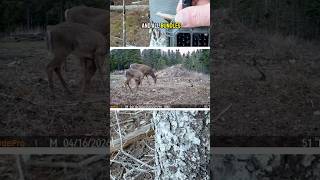 Window of Opportunity 📸 #shorts #scoutingcamera #deerscouting #scouting #gardeprotrailcameras