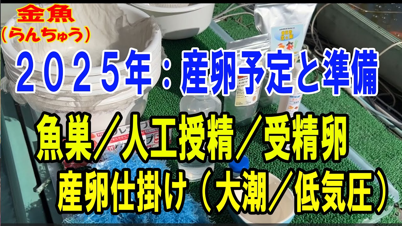 #らんちゅう（#金魚）ブリーダーの飼育記録No.290：産卵予定と準備。魚巣／人工授精／受精卵　産卵仕掛け（大潮／低気圧）