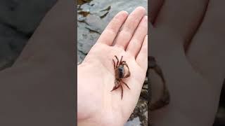 Остров Герасимова и остров Сидорова Хасанский район