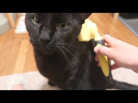 Video: Top 5 Gotta-Have-'Em Cat Toys