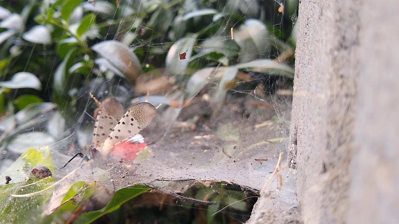 Spotted lantern fly and spider 5/11 - YouTube