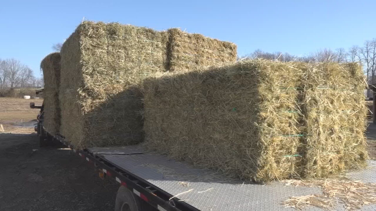 Kentucky farmers hit hard by inflation as hay prices skyrocket YouTube