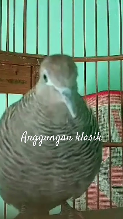 Perkutut Cemani Kolbuntet Usia 5 bulan belajar menata Suara #shorts