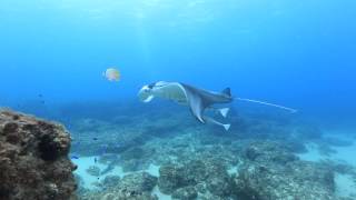 Close up Manta Ray encounter with Remora
