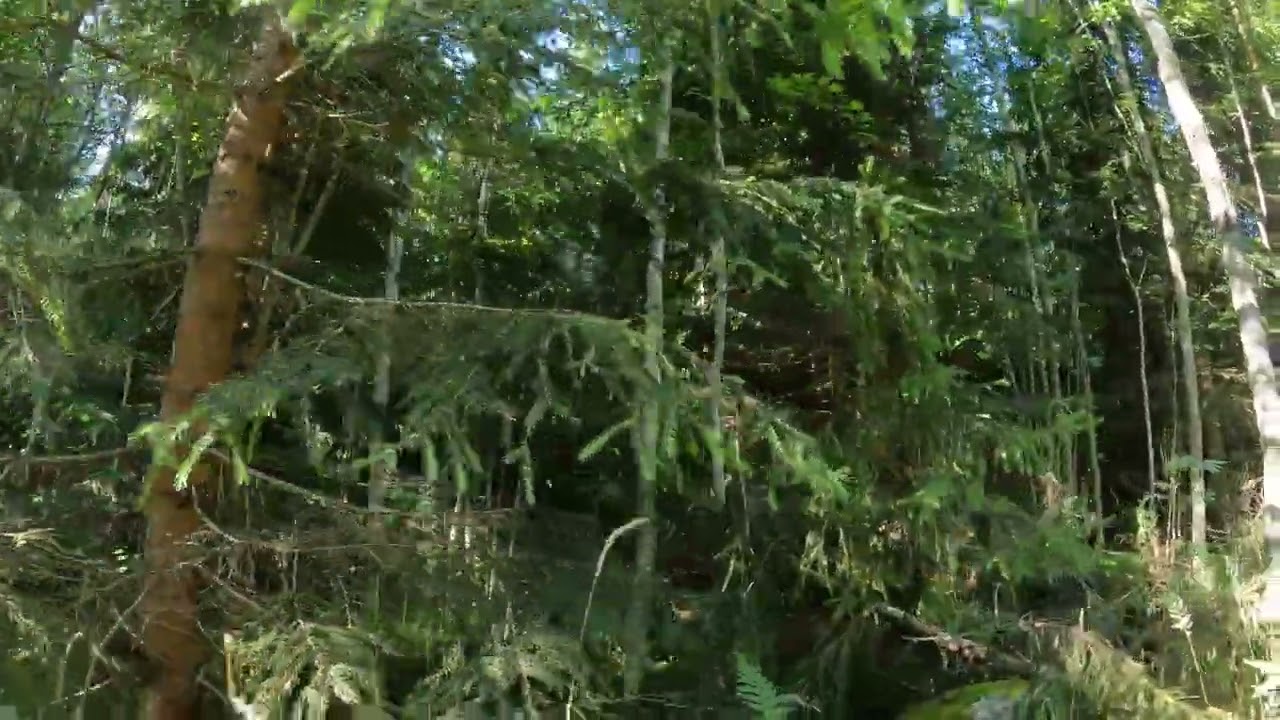 Metsän ensiharvennuksen ennakkoraivaus