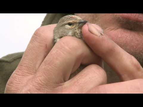 Video: Waarom Hebben Vogels Veren Nodig?