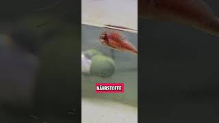 Flusswasser für Triops 🦐 #triops #triopsgalaxy #seamonkeys #seamonkeys