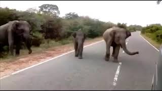 Wild Elephant in Sri Lanka - Thani Aliya (තනි අලියා)