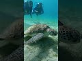 Dolphin Stuck in Shallow Water — Rescuers Guide It Back to the Ocean Just in Time 🐬😱