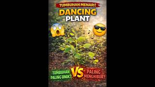 🌱 Tumbuhan Menari! Dancing Plant yang Bisa Bergerak Sendiri 😱🎶
