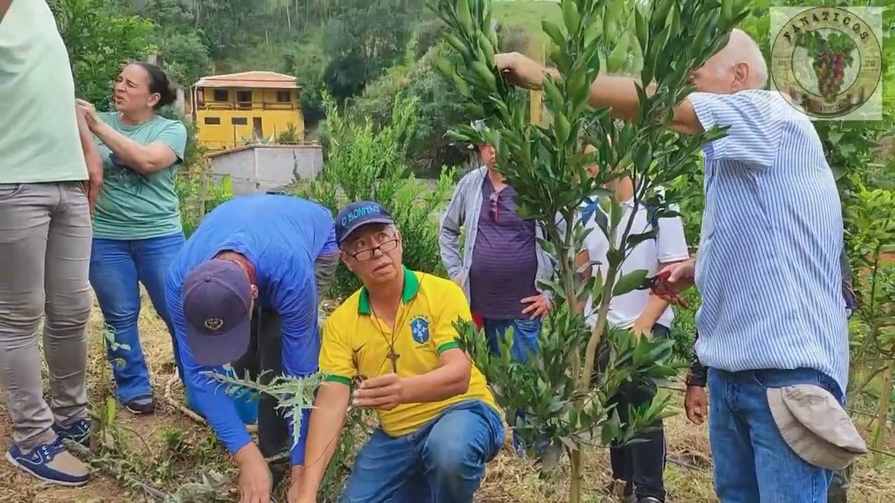 1844 ) – COMO CUIDAR DE UM  CITRUS RECENTEMENTE COMPRADO – SÃO ROQUE SP.