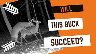 'Will This Buck Successfully Breed This Doe?