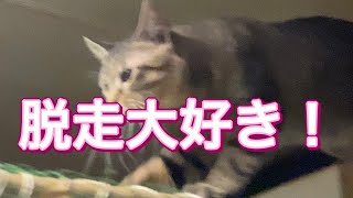 保護猫 只今脱走中『保護猫るるららティティ物語』 by 保護猫『るる らら ティティ』物語 79 views 2 years ago 1 minute, 37 seconds