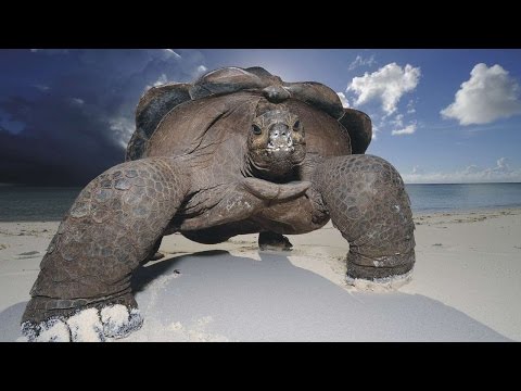 #1248. Черепахи (В мире животных)