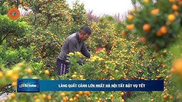 LÀNG QUẤT CẢNH LỚN NHẤT HÀ NỘI TẤT BẬT VỤ TẾT | VTV5