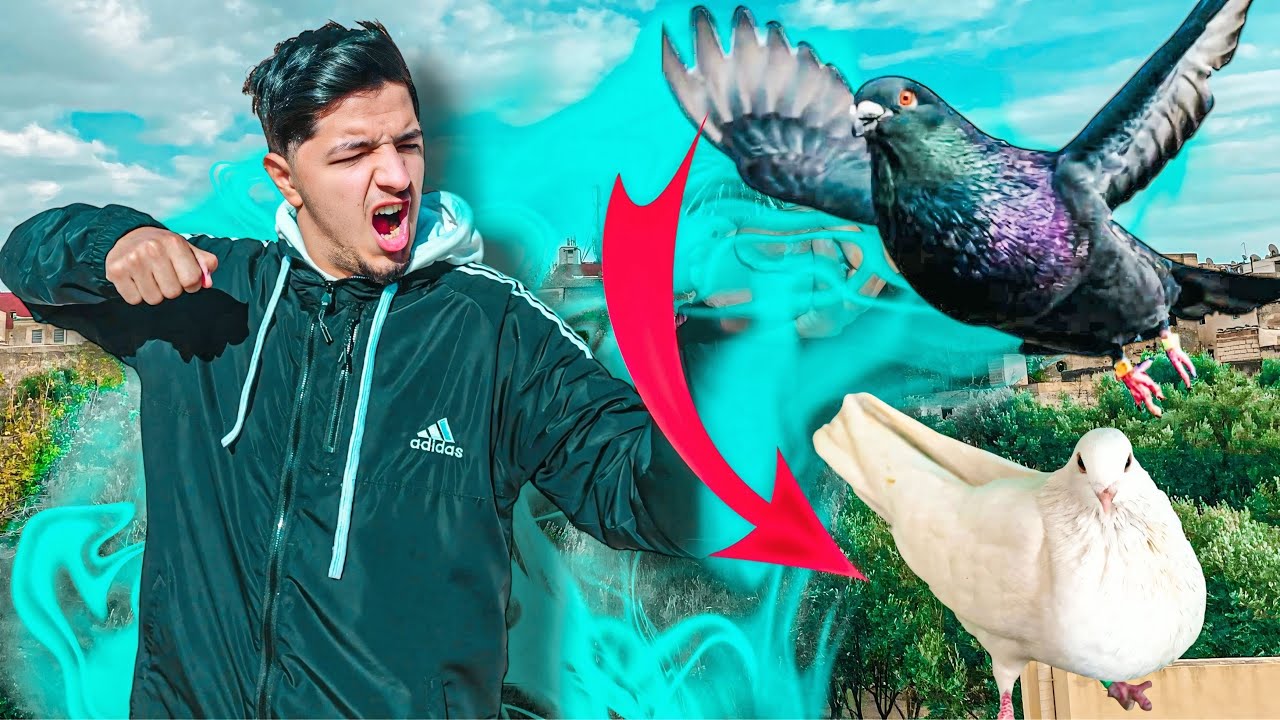 طلقت الحمام ‏كاملين ‏من اجل صيد الحمام 🤯