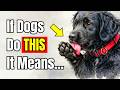 If Your Dog Licks Their Paws, It Really Means THIS!  Dog Behavior Explained