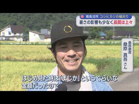 Koshihikari Rice Harvest Begins in Minamiuonuma: Quality Looks Good; Farmers Urge Government to B...