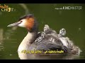 عظيمة وعجيبة هي اعمالك ايها الرب الاله