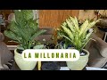 PLANTA “LA MILLONARIA” PARA TRAER SUERTE Y DINERO