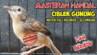 Download Lagu Masteran Handal Ciblek Ngebren // Ciblek Gunung Ngebren Durasi Panjang // 2 Materi Bren MP3