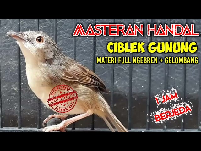 Masteran Handal Ciblek Ngebren // Ciblek Gunung Ngebren Durasi Panjang // 2 Materi Bren class=