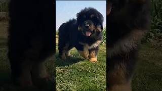 #tibetanmastiffpuppies Tibetan Mastiff puppy +919417730301