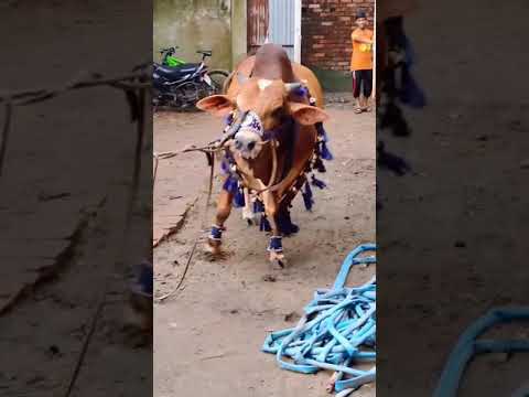 Pagla Bull | Best of Tiktok | #Shorts