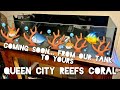 What is coming for queen city reefs is it over or are there big things to come