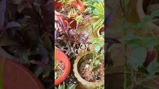 #nature#music#flowers