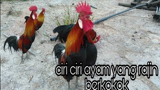 Characteristics of choosing a jungle fowl that crows diligently